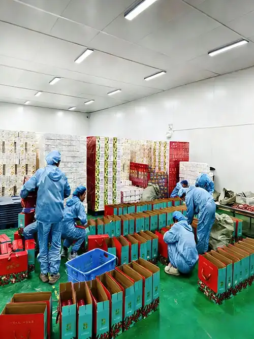 Import dried fruit from China logistics process