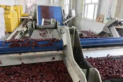 Snack Manufacturer Jujube Processing
