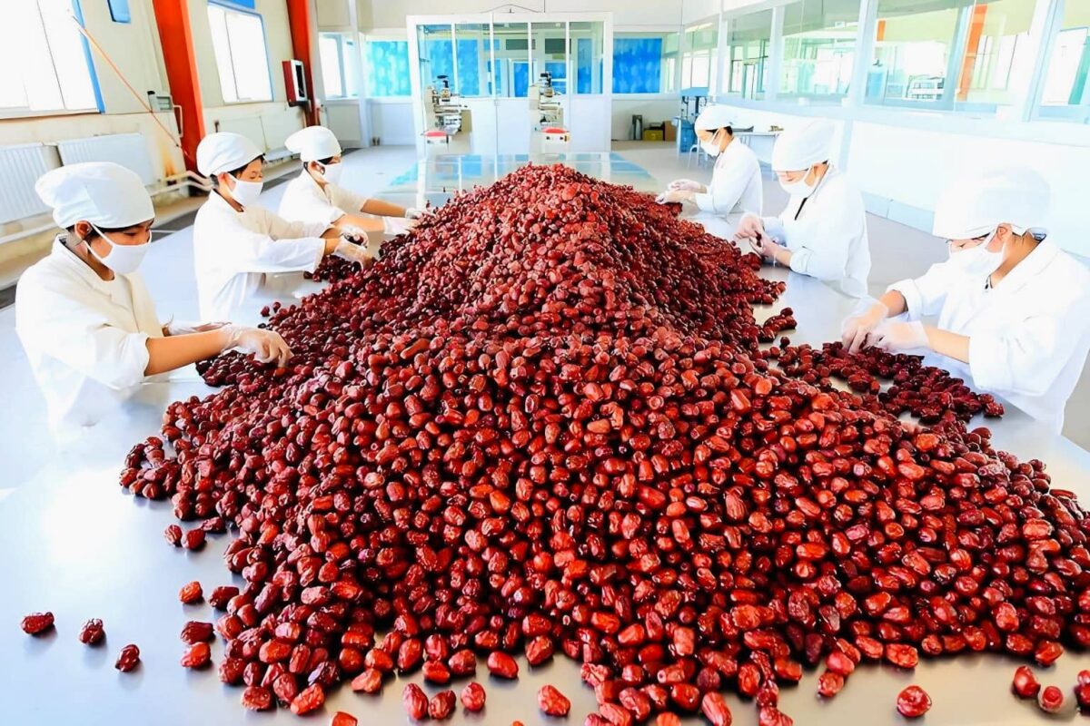 "Jujube grading standards for premium Chinese jujubes