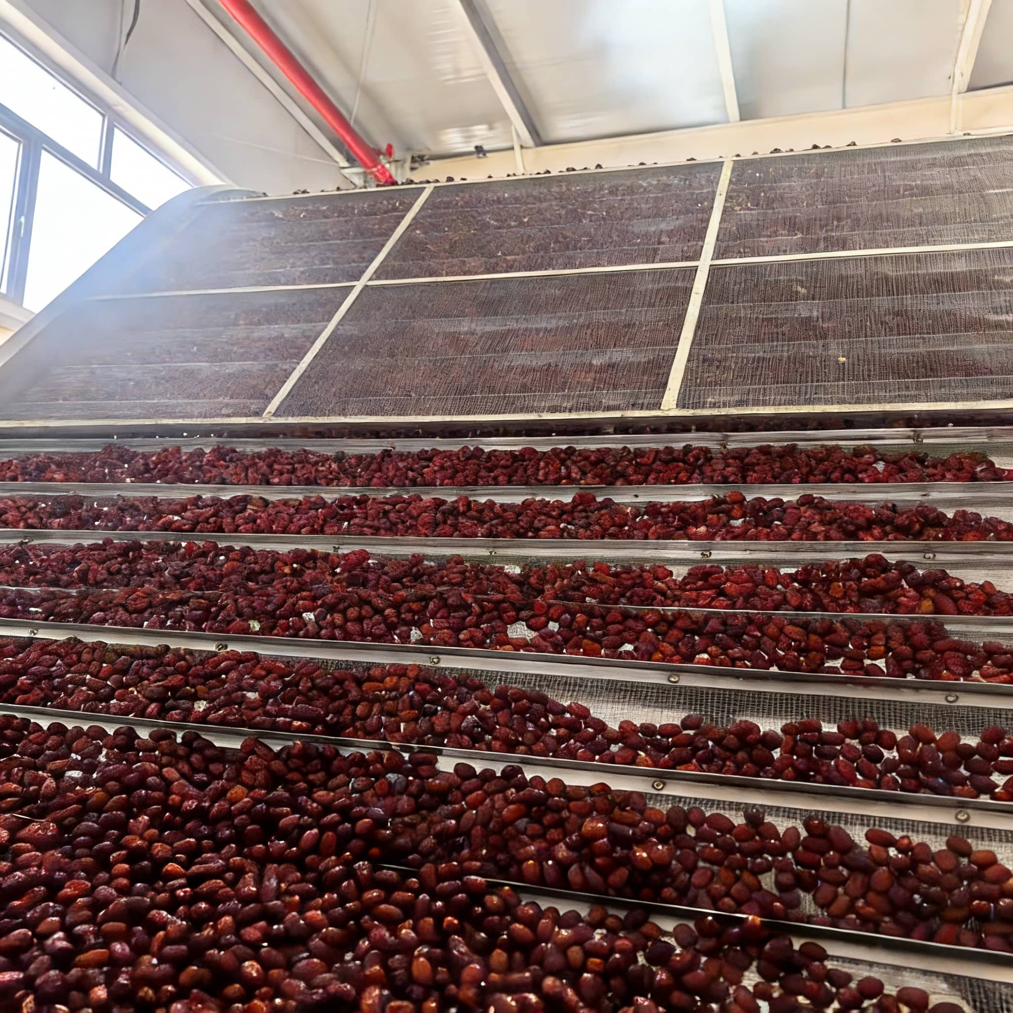 Jujube grading standards with size and moisture content