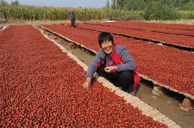 Dried fruit supplier checklist for importers - Chinese jujube and nuts sourcing