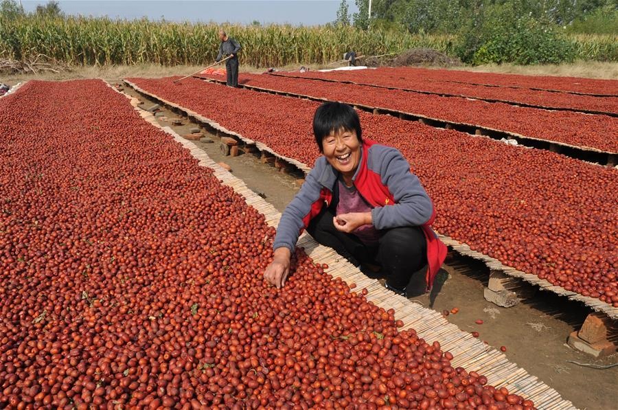 Jujube harvest season in China - Xinjiang tree dried red dates supply