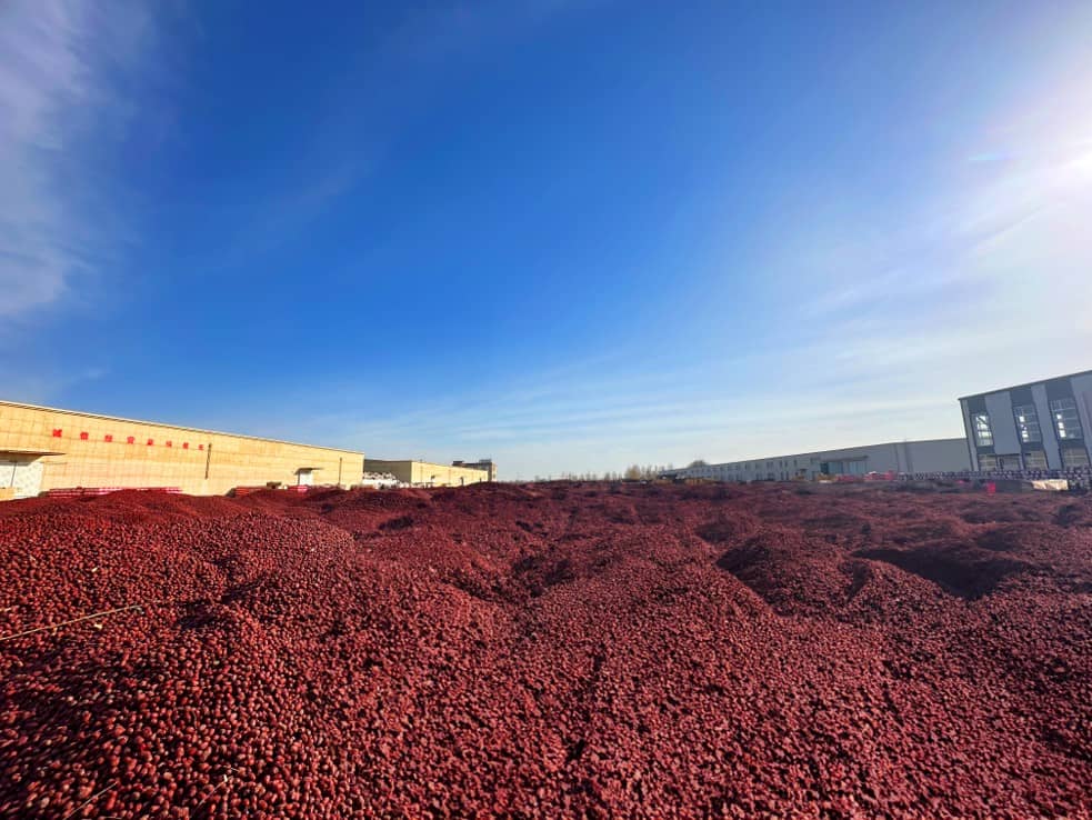 High-quality organic jujubes imported from China, sourced from Xinjiang.