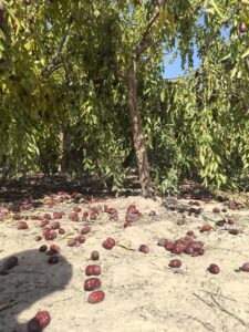 JUJUBILI by ZAORAN raw jujube sourcing in Xinjiang