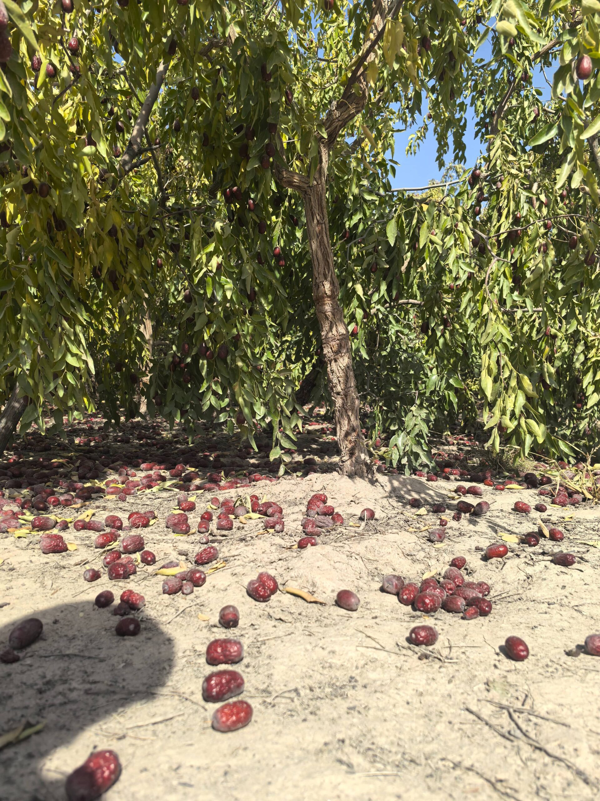 JUJUBILI by ZAORAN raw jujube sourcing in Xinjiang
