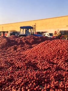 Reliable jujube supplier offering organic Chinese jujubes