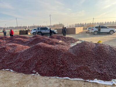 China jujube supplier premium red dates from Xinjiang China