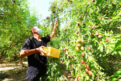 China raisin supplier farm in Xinjiang