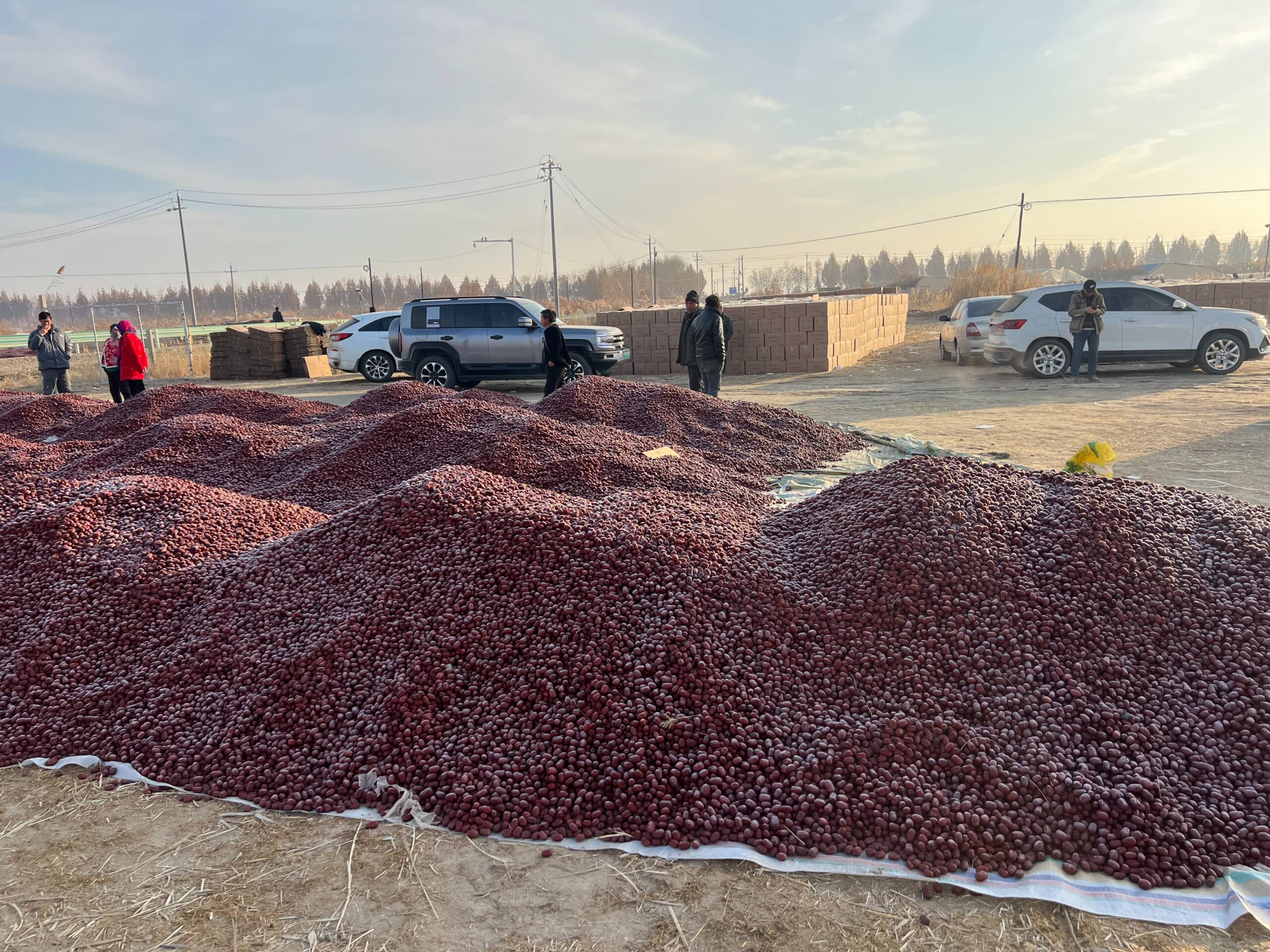jujube wholesale raw material from xinjiang