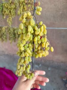 Xinjiang Raisins for bakery brands