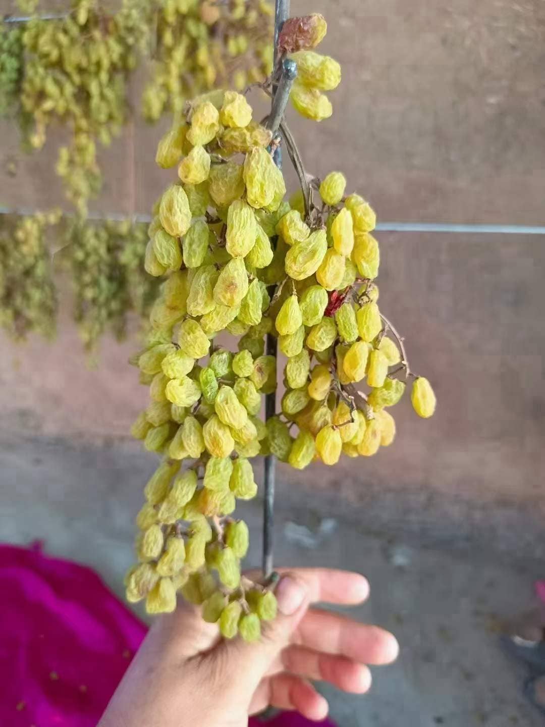 Xinjiang Raisins for bakery brands