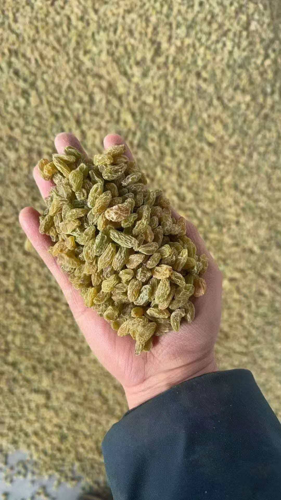 Xinjiang agriculture supply chain walnuts raisins processing