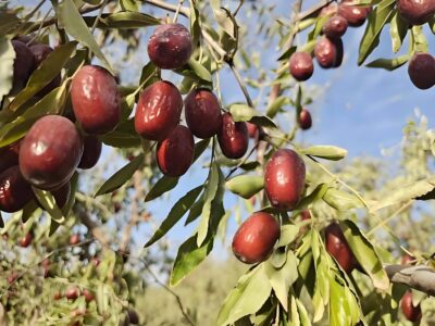 China jujube supplier from Xinjiang jujube orchards