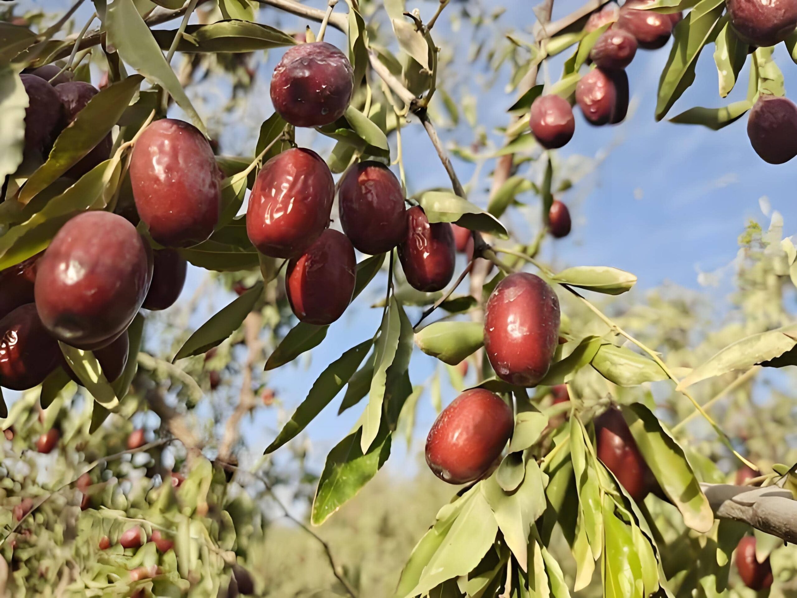 China jujube supplier from Xinjiang jujube orchards